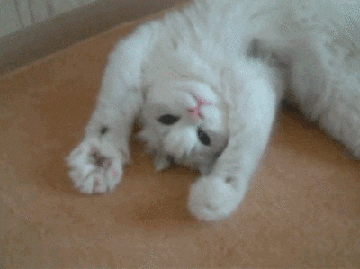 Gif cat